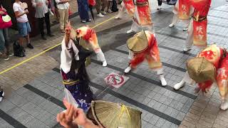 須賀 IZANAI連  はりまや橋競演場