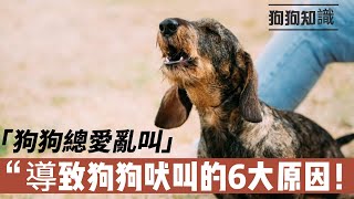 狗狗總愛亂叫？導致狗狗吠叫的6大原因！