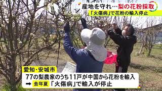 “火傷病”での輸入停止受け…愛知の梨の産地で農家に提供する交配用花粉の採取始まる 農家から安堵の声