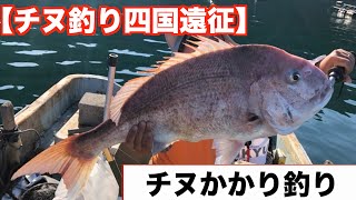 【チヌ釣り四国遠征】チヌかかり釣りで大マダイと美しいチヌ他　竿無しチヌ釣り