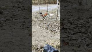 Gallant Pursuit or Hen’s Great Escape? #chickensofyoutube #backyardchickens #chickenchronicles