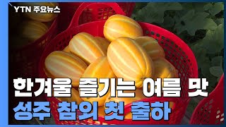 엄동설한에 즐기는 여름맛...성주 참외 첫 출하 / YTN