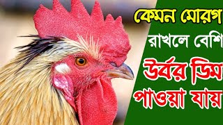 কেমন মোরগ থাকলে বেশি উর্বর ডিম পাওয়া যায় | প্রাকৃতিক ভাবে দেশি মুরগি পালন