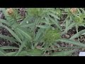 introduction to stokes aster plant profile stokesia laevis