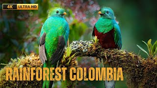 COLOMBIAN RAINFOREST - 4K ULTRA HD VIDEO