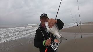 SurfCasting  tra Ostia a Torvajanica.