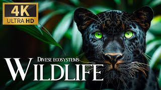 Diverse Ecosystems Wildlife 4K 🐯 Discovery Calm Film with Sweet Relaxing Music &