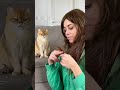 😹 when your cat becomes a hair stylist ✂️ see the results 🐾💇‍♂️ catbarber cat haircut prank