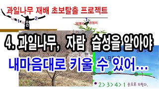 과일나무 재배 초보탈출프로젝트 4.과일나무, 자람 성질을 알아야 내마음대로 키운다.(과일나무 생장습성 알기, 과일나무가꾸기, 과일나무수형잡기, 정부우세, 직립우세, 기부우세 등)