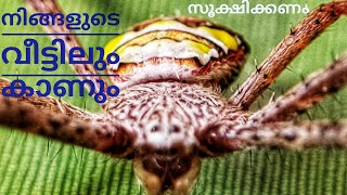 New Orb Weaver Spider||ഓർബ് വെബ് ചിലന്തി