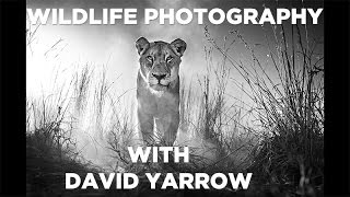 Wildlife Photography - David Yarrow Shares His Photography Techniques - GMAX STUDIOS