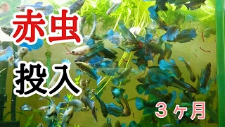 ☆ベタの成長日記☆ ⑤ 稚魚の成長 ３ヶ月