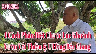 4 Cách Phân Biệt Chước Lúc Khoảnh Vườn Vải Thiều và U Hồng Bắc Giang