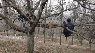 Tree Climbing Challenge Part 3 | Cameraman भी चढ़ेगा! | Funny Challenge @Vipteam3