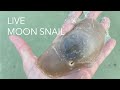 What does a live moon snail look like? Let's look and learn a little about these squishy snails!