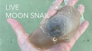 What does a live moon snail look like? Let's look and learn a little about these squishy snails!