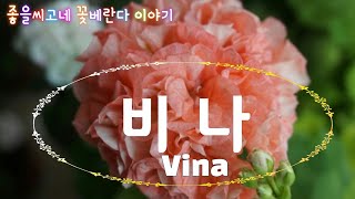 Pelargonium 꽃소개- 비나 (Vina)