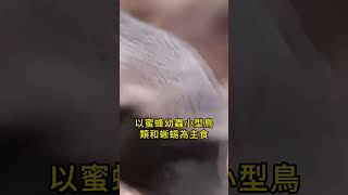 被譽為毒蛇剋星的高智商動物，眼鏡王蛇也被當成辣條吃！