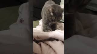 Cat massage 貓咪按摩