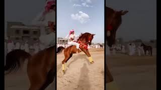 Purebred Arabian Stallion Revealed 🔥#shorts #shortvideo #viral #horse #arabianhorse