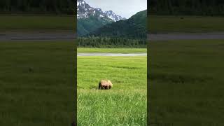 BEAUTIFUL CUTE BABY BEAR WONDERING AROUND SWITZERLAND#youtubeshorts#shorts#loveanimals#bear