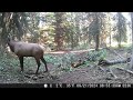 2024 Elk - #4