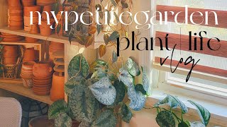 December Plant Care | Life Vlog ❄️⛄️ plant chores 🪴 cozy book chat 📚 new plants 🌱