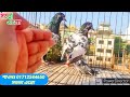 হাই ফ্লাইয়ার কবুতর high flyer pigeons সাকি টেডি ছালারা টেডি বুদাপেস্ট কামাগার থার্টি ফাইভ ডাবওয়ালা