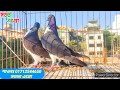 হাই ফ্লাইয়ার কবুতর high flyer pigeons সাকি টেডি ছালারা টেডি বুদাপেস্ট কামাগার থার্টি ফাইভ ডাবওয়ালা