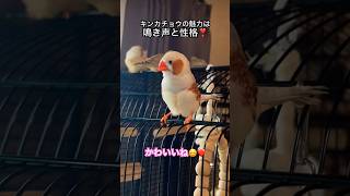 キンカチョウ#shorts #キンカチョウ #鳴き声 #鳥#癒し動画#かわいい鳥