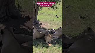 A group/Pride of lions resting under tree at Maasai Mara National reserve #shorts #shortvideo #lion