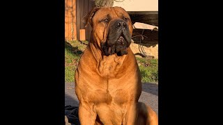 Huge Boerboel