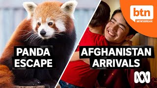Red Panda Escapes Adelaide Zoo & Australia's Afghan Families