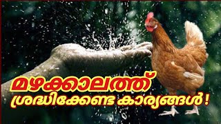 കോഴി ഫാമിങ്ങിൽ മഴക്കാലത്ത് ശ്രദ്ധിക്കേണ്ട കാര്യങ്ങൾ