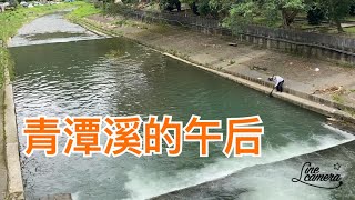 Creek fishing in Taiwan青潭溪不到2米寬的小主流, 一個點就可以狂拉一下午