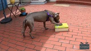 Shelter Playgroup Alliance: Enrichment with boxes and egg cartons