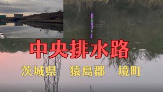 夕方のへら釣りで鯉との壮絶バトル⁉️中央排水路【茨城県 猿島郡 境町】