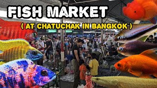 บรรยากาศตลาดปลาลานเร่จตุจักร วันพุธ ❤️ ( Fish market at Chatuchak in Bangkok )