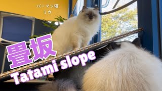 バーマン猫ミカとラフとウリとガブ【畳坂】Tatami slope（バーマン猫）Birman/Cat