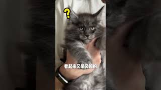 三只小灰团子出来营业啦~ 缅因猫 烟灰色缅因猫 银虎斑缅因猫