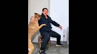 Man vs Dog fight 😲.#viral #trending #youtubeshorts