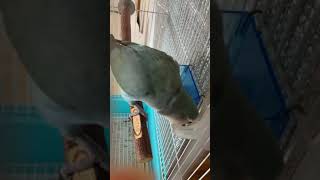 水を飲むインコ