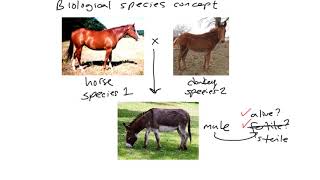 Biological Species Concept: Hybrid Dysfunction \u0026 Speciation Genetics