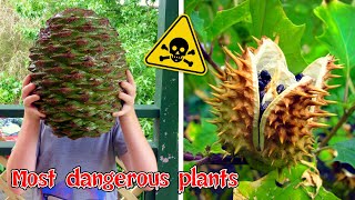 5 อันดับ พืชหน้าตาแปลกประหลาดที่มีความอันตรายที่สุดในโลก (Most Dangerous Plants)