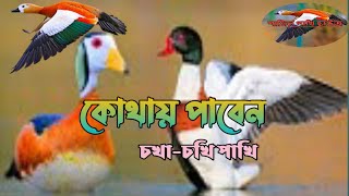 চখা চখি পাখি #চখা_হাস_পালন_পদ্ধতি   চখা চখি পাখির দাম কত?