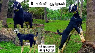 கன்னி ஆடுகள் விற்பனை பால் கன்னி செங்கன்னி ஆடுகள் | Kanni goats for sale | kodi aadugal kudil | tamil