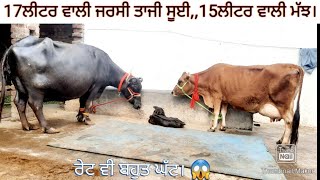 ਜਰਸੀ ਗਾਂ ਅਤੇ ਮੋਰਾ ਮੱਝ ਵੀਕਾਓ ਘੱਟ ਰੇਟ ਵਿਚ। jarsey cow and murrah Buffalo for sale/vadiya farm/28-5-22