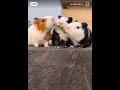 搞笑的三只豚鼠吃树叶 治愈一切不开心 funny video guinea pigs eating leaves 搞笑视频 搞笑动物 豚鼠 治愈