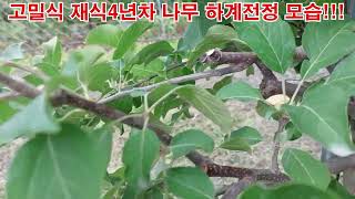 고밀식 재식4년차 나무 하계전정모습입니다.(개인브이로그)