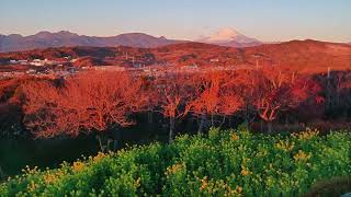 【吾妻山公園 菜の花と富士山 (4K)】 神奈川県 二宮町 January 5, 2023 Canola flower